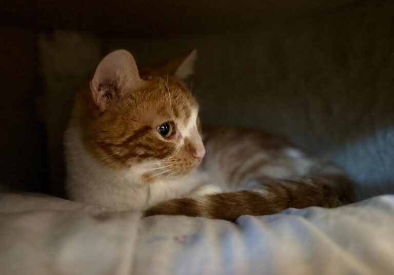 multimedia-foto91528-113-1