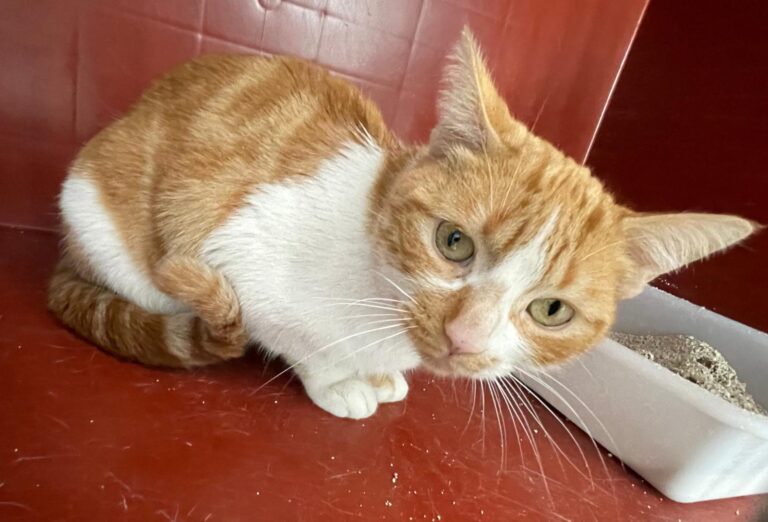 multimedia-foto91529-114-1