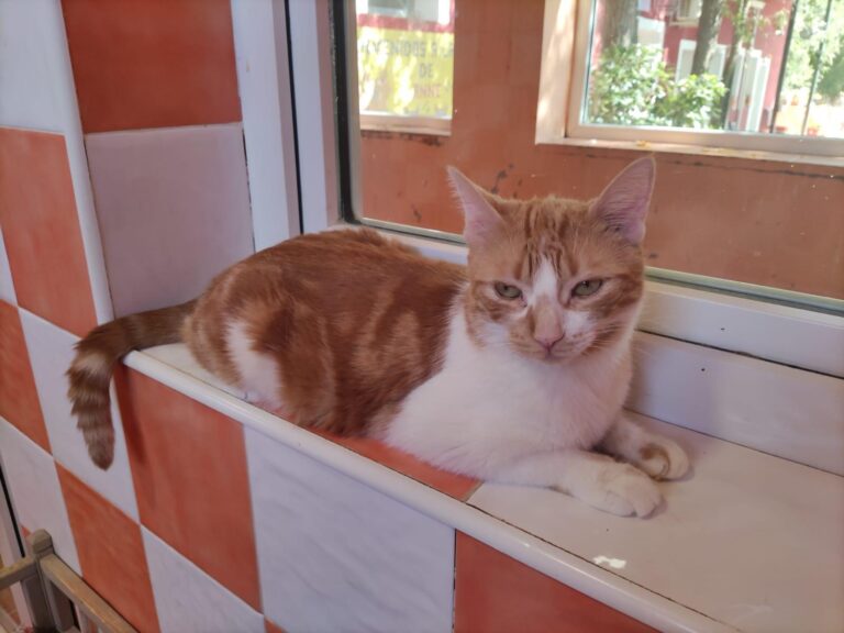 multimedia-foto91531-114-1