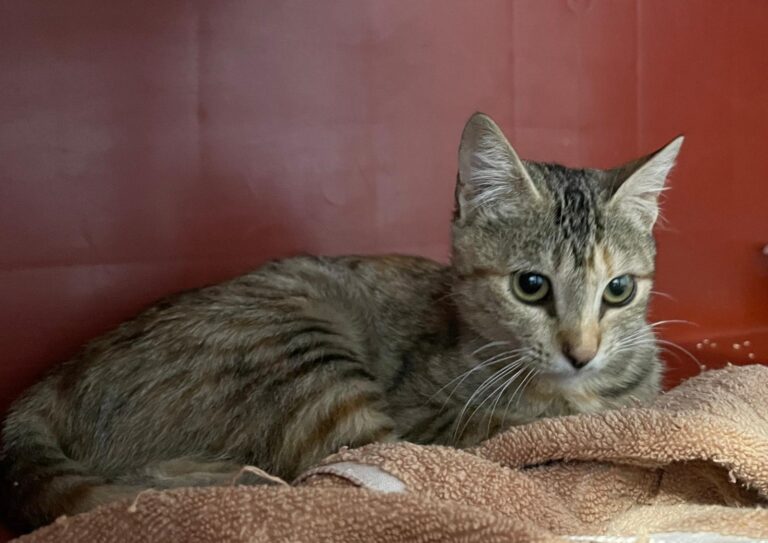 multimedia-foto91533-42-1