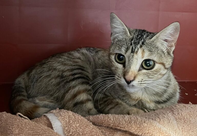 multimedia-foto91534-42-1