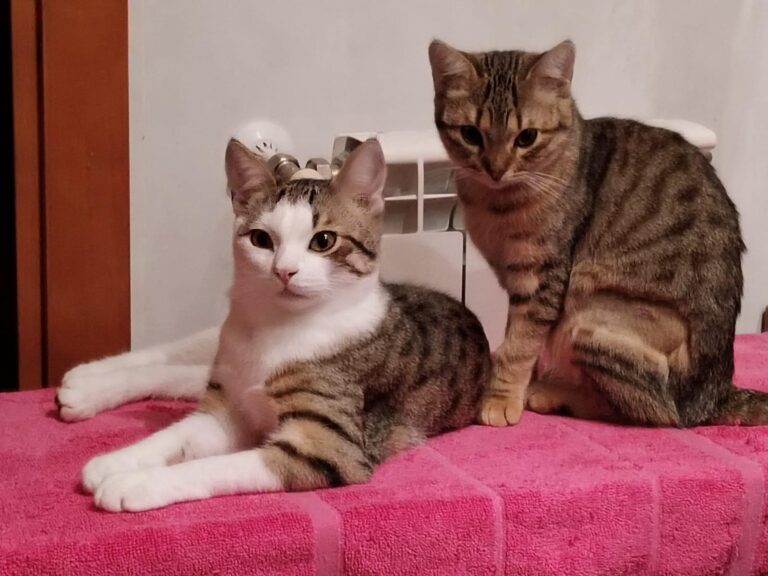 multimedia-foto91544-130-1