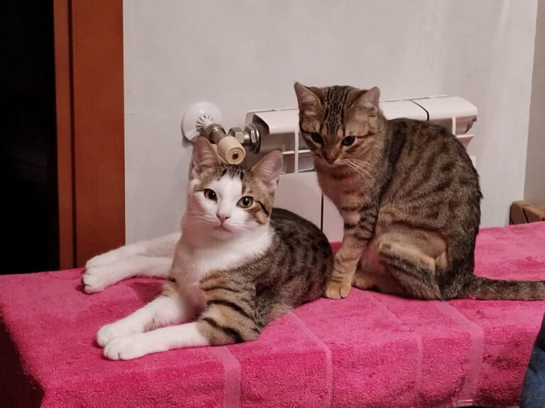 multimedia-foto91545-130-1