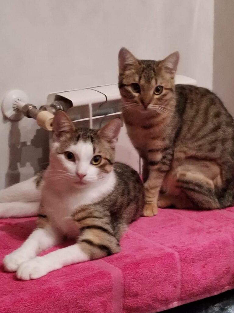 multimedia-foto91546-130-1