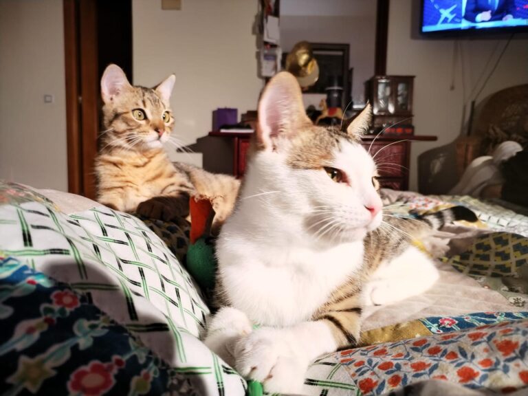 multimedia-foto91547-131-1