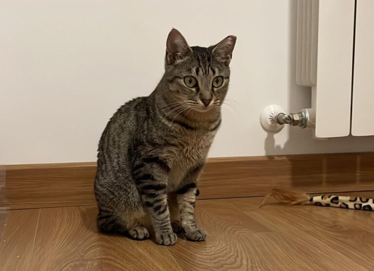 multimedia-foto91549-329-1