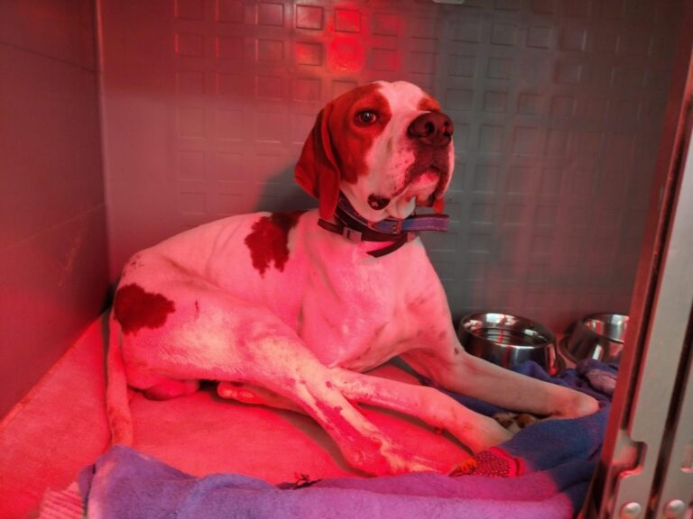 multimedia-foto91570-506-1