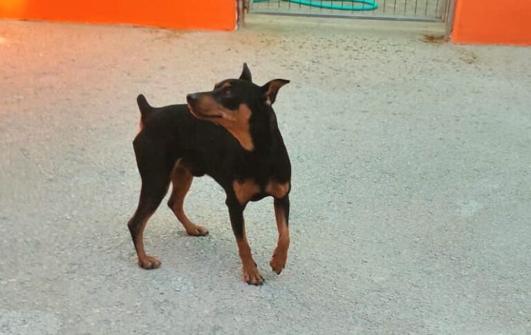 multimedia-foto91584-141-1