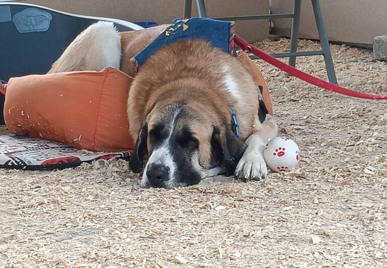 multimedia-foto91589-92-1