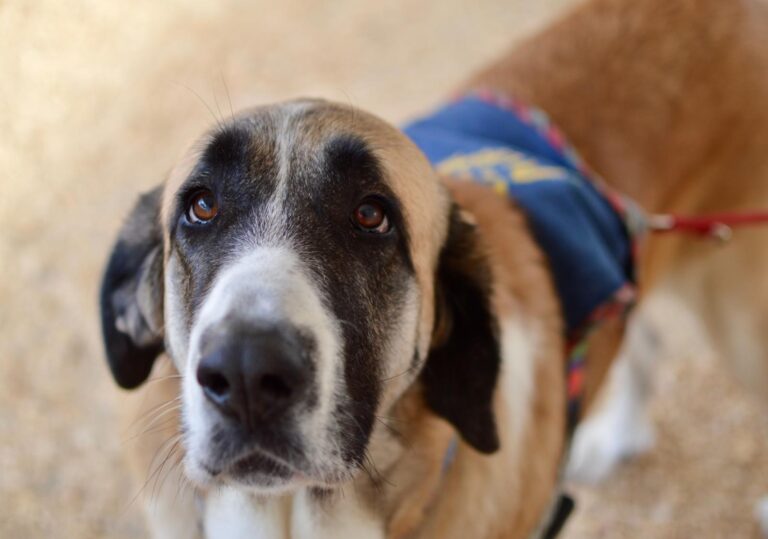 multimedia-foto91590-92-1