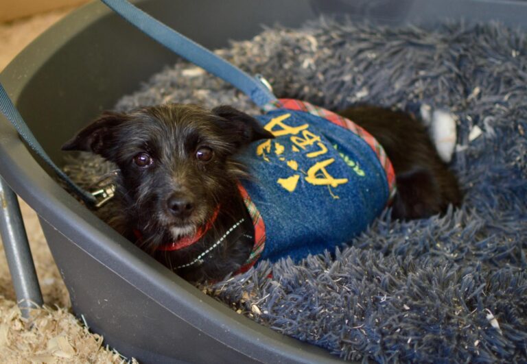 multimedia-foto91596-275-1