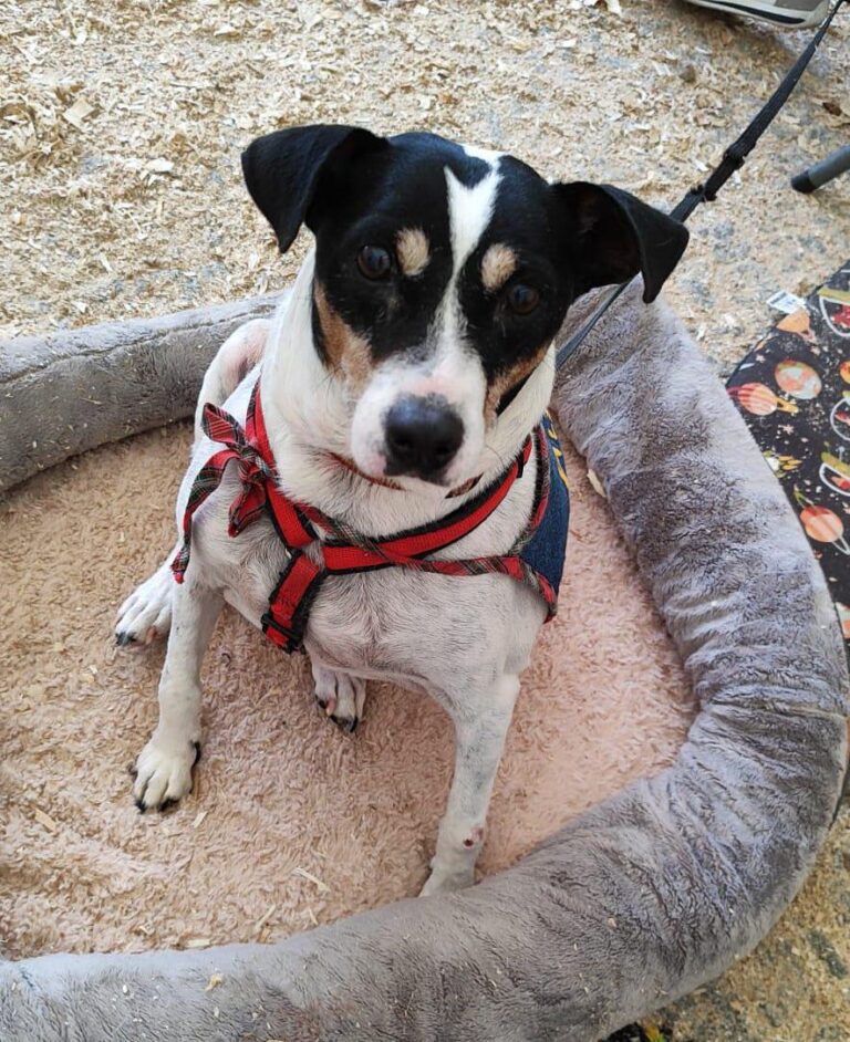 multimedia-foto91602-408-1