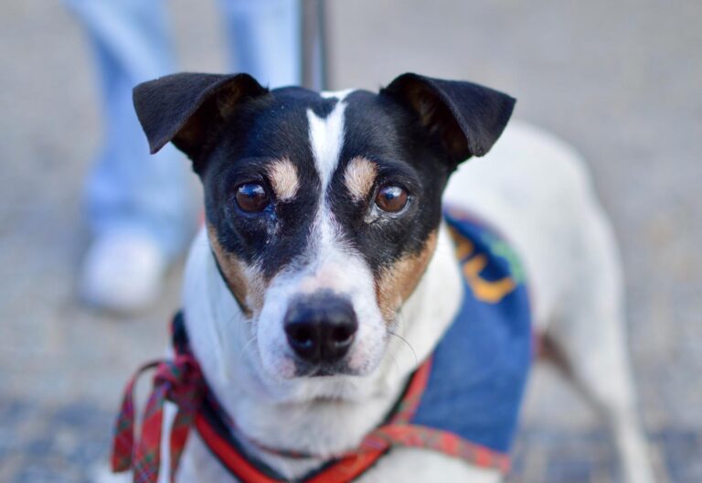 multimedia-foto91603-409-1