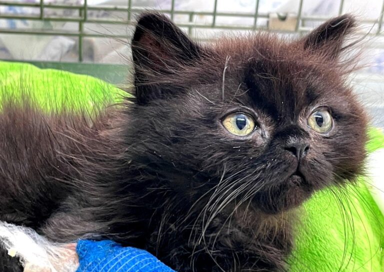 multimedia-foto91619-443-1