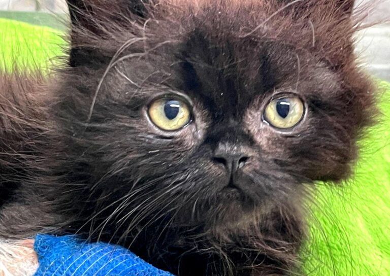 multimedia-foto91620-444-1