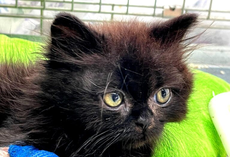 multimedia-foto91621-444-1