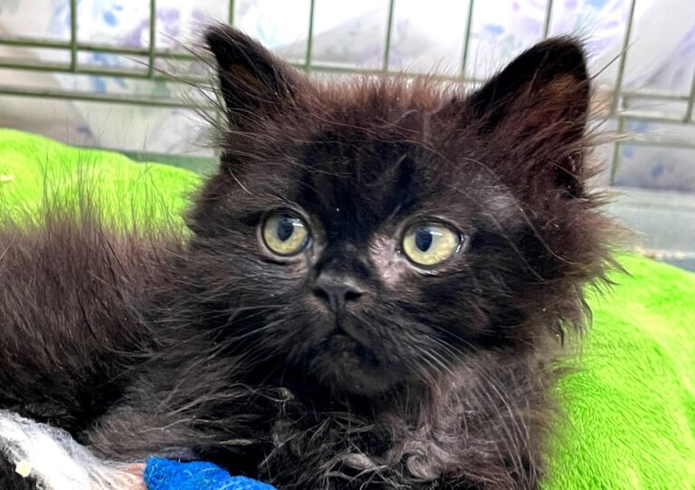 multimedia-foto91622-444-1