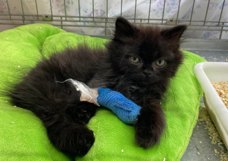 multimedia-foto91623-444-1