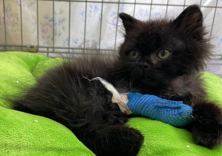 multimedia-foto91624-445-1