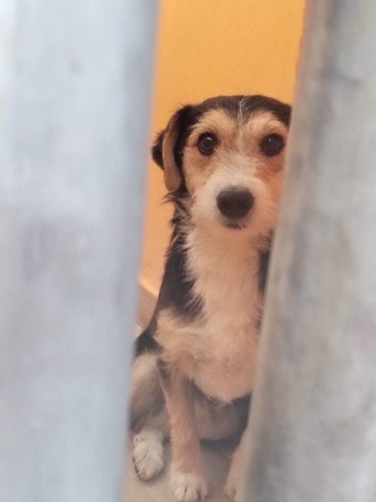 multimedia-foto91685-265-1