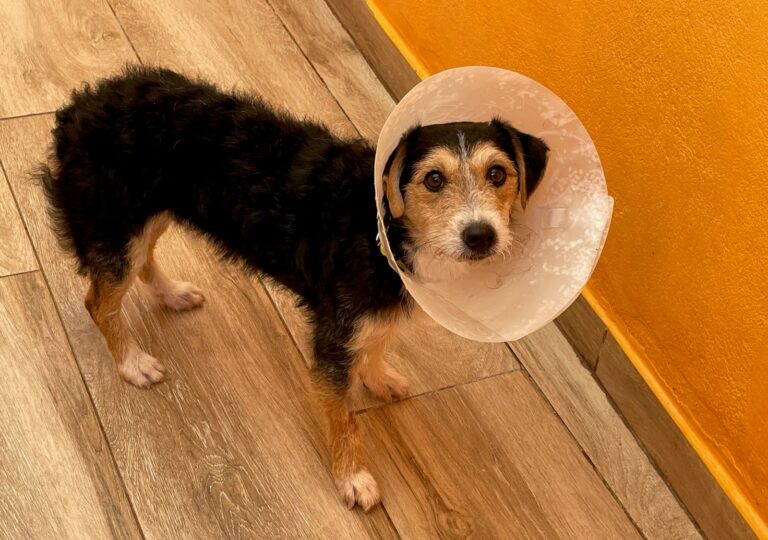 multimedia-foto91687-266-1