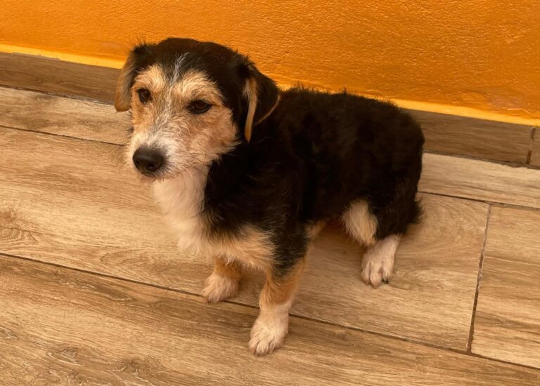 multimedia-foto91690-267-1