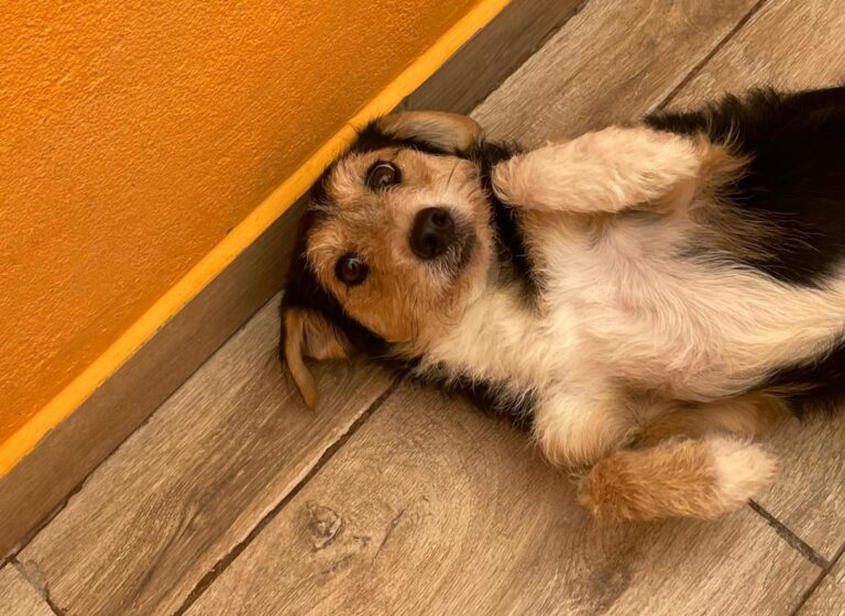 multimedia-foto91691-267-1