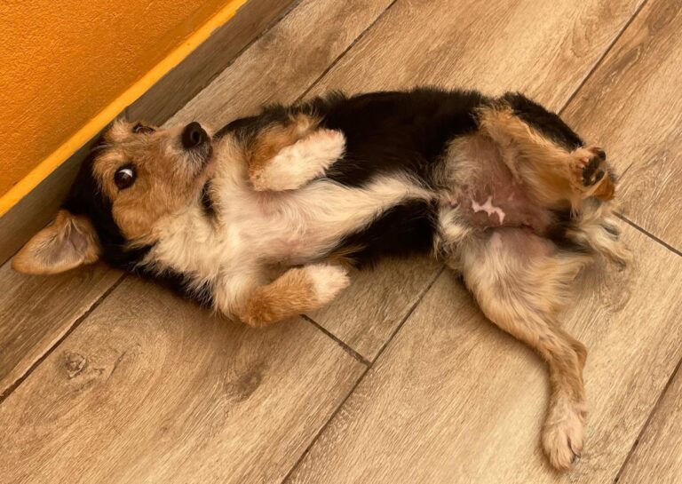 multimedia-foto91692-267-1