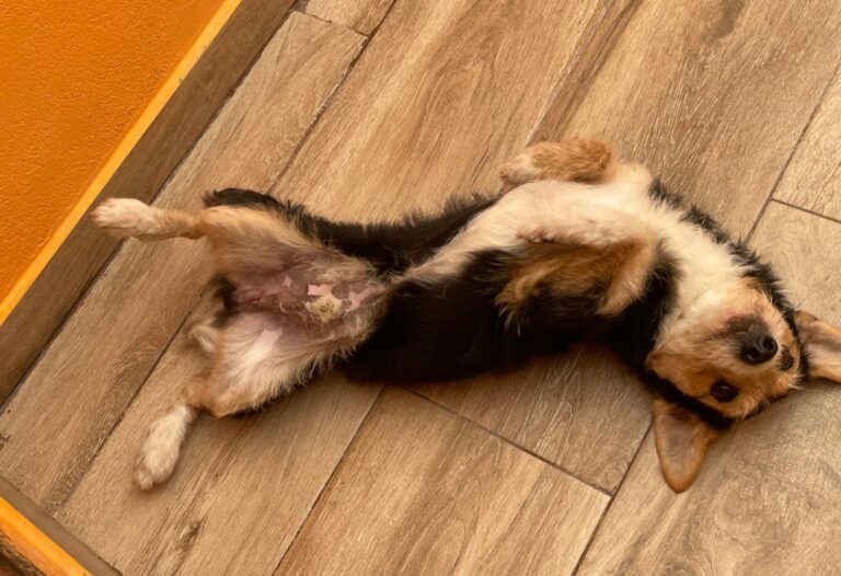 multimedia-foto91693-268-1