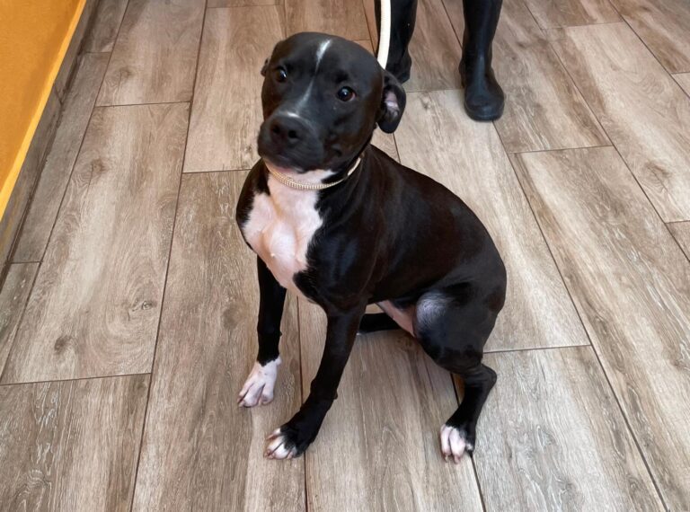 multimedia-foto91706-49-1