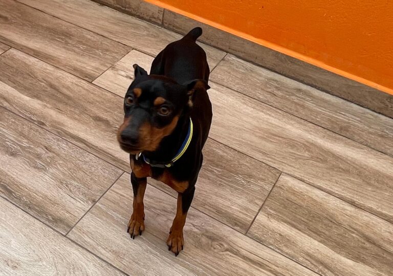 multimedia-foto91709-519-1