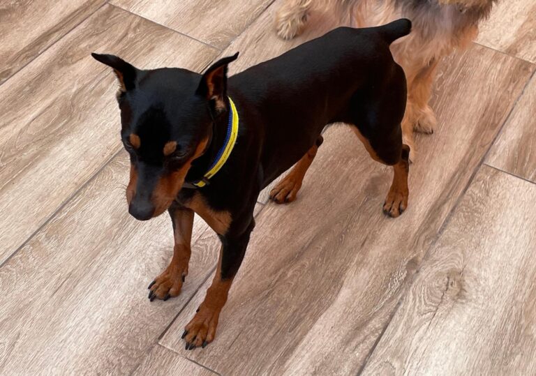 multimedia-foto91710-520-1