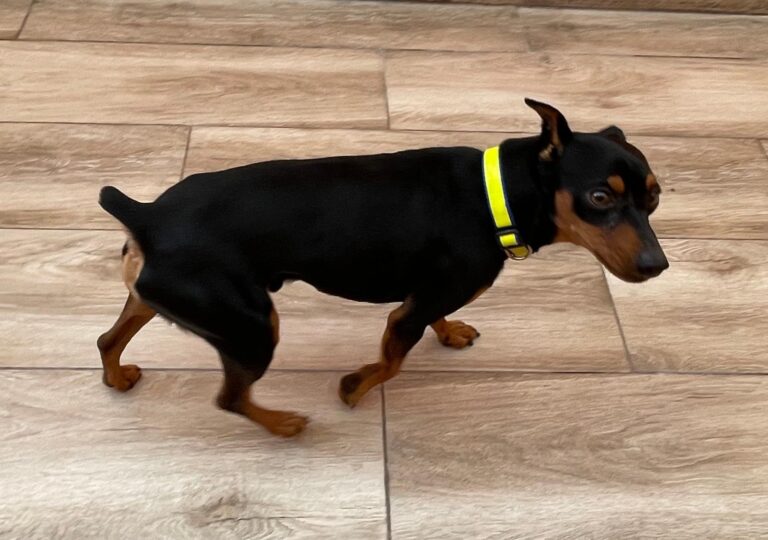 multimedia-foto91711-520-1