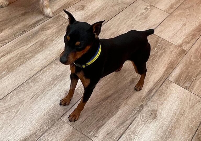 multimedia-foto91712-520-1