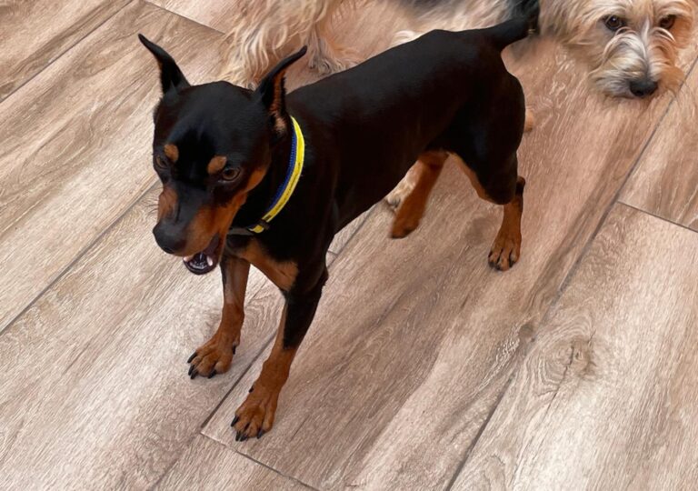 multimedia-foto91713-520-1