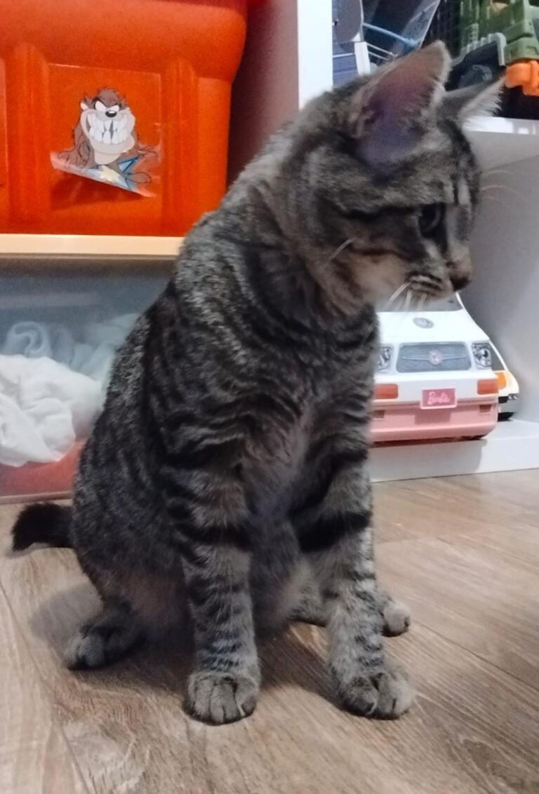 multimedia-foto91728-201-1