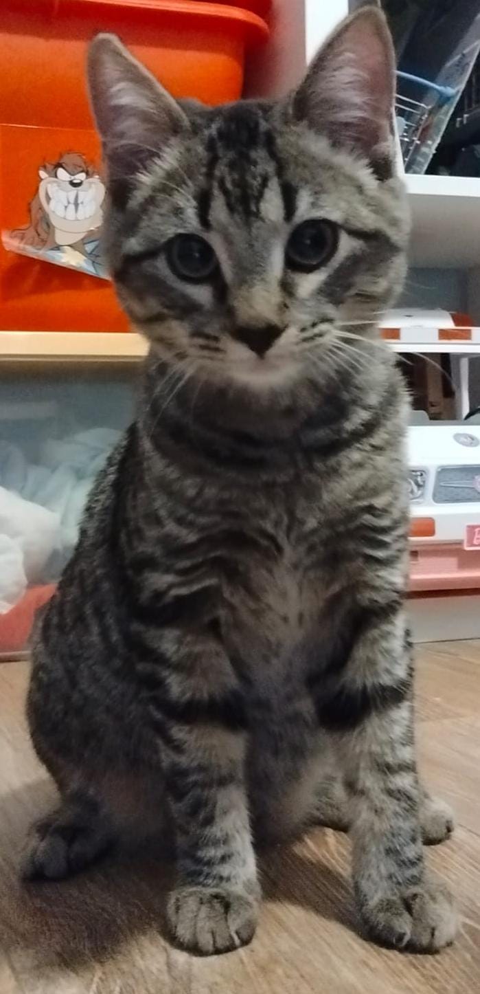 multimedia-foto91729-201-1