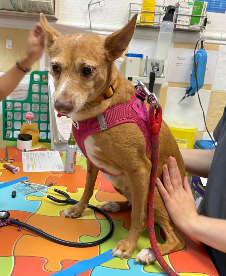 multimedia-foto91763-260-1