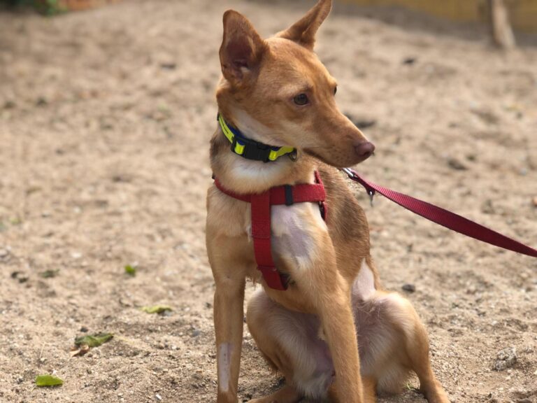 multimedia-foto91771-802-1