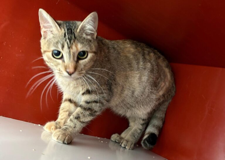 multimedia-foto91830-254-1