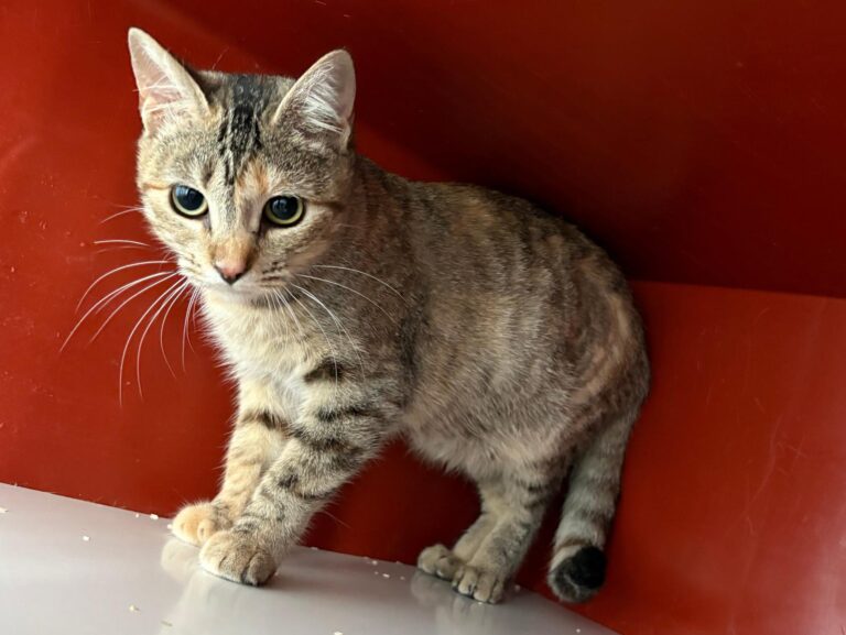 multimedia-foto91831-254-1