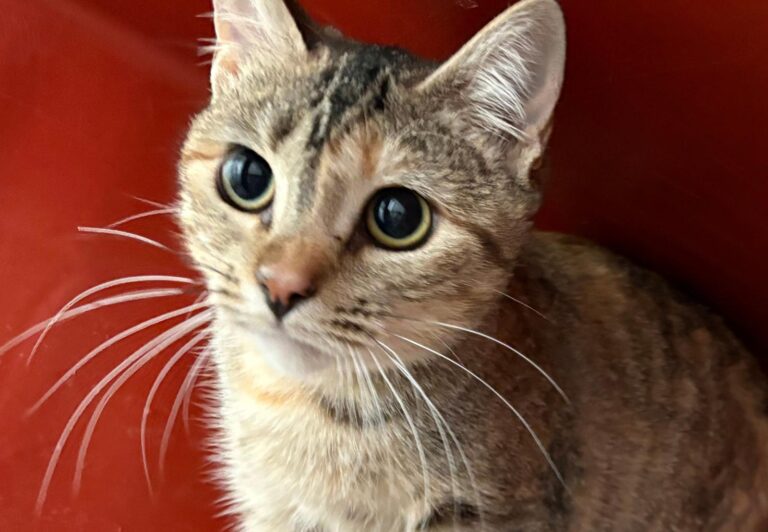 multimedia-foto91832-254-1