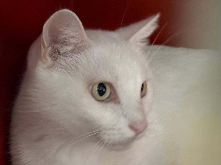 multimedia-foto91833-408-1