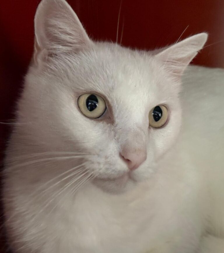 multimedia-foto91834-408-1