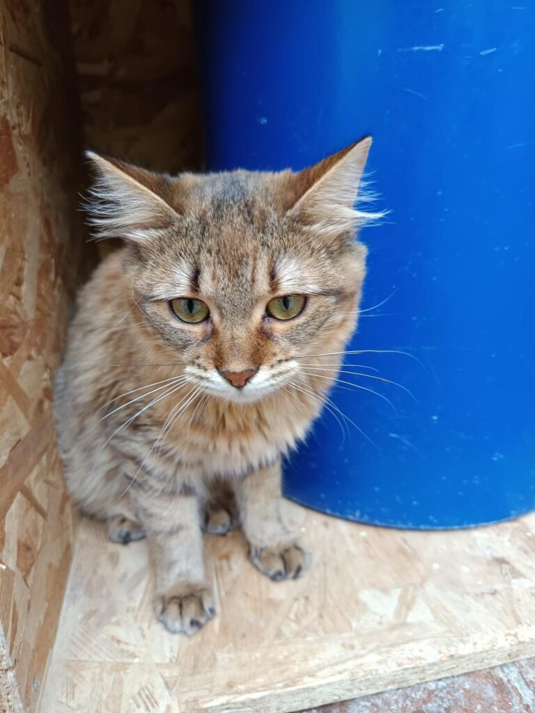 multimedia-foto91837-70-1