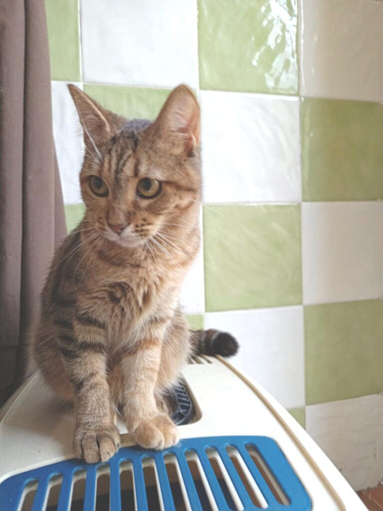 multimedia-foto91840-129-1