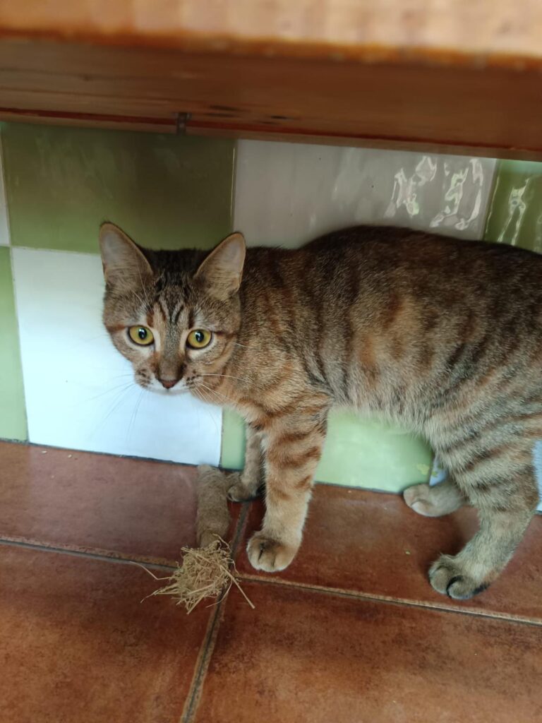 multimedia-foto91842-129-1