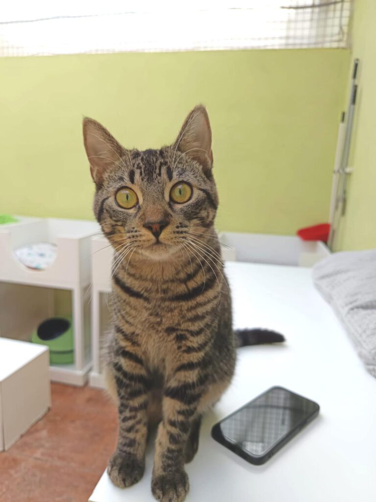 multimedia-foto91852-493-1