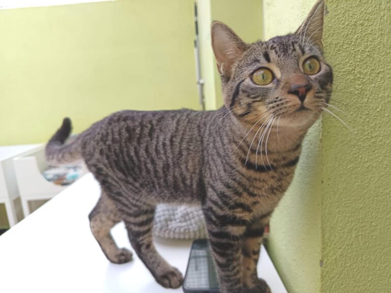 multimedia-foto91853-493-1