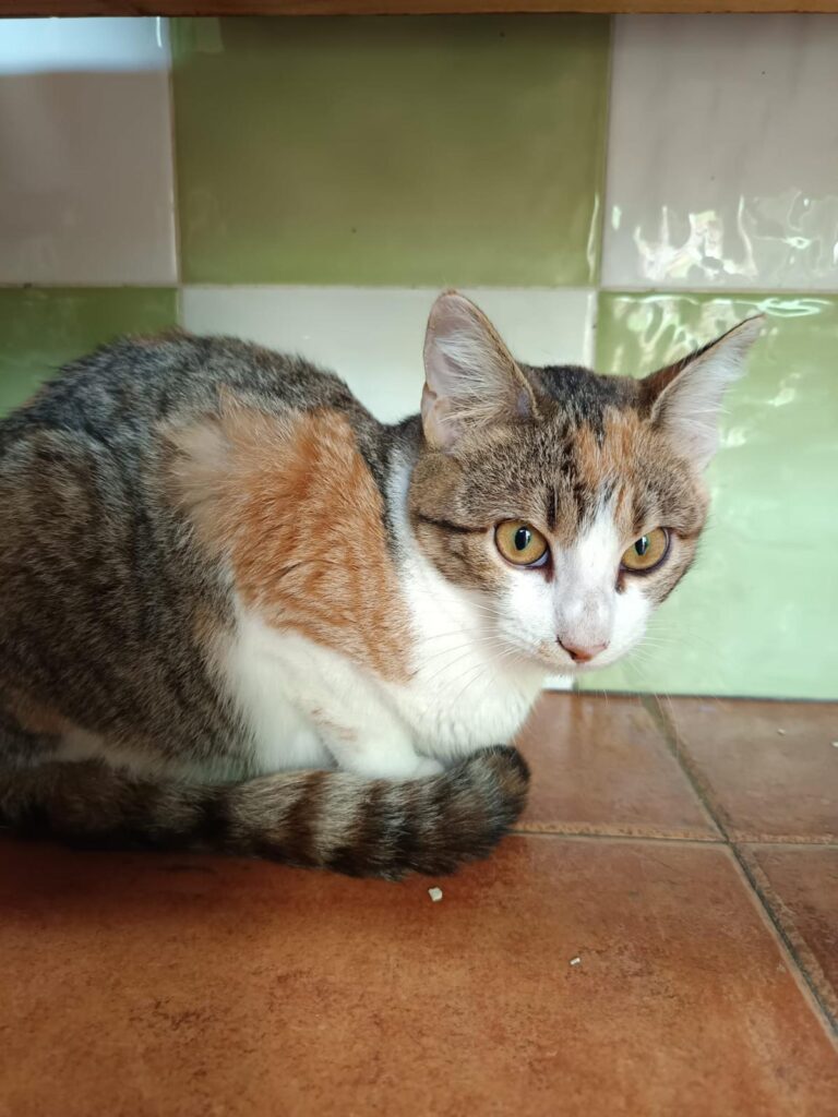 multimedia-foto91862-674-1